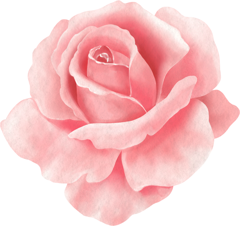 Watercolor Pink Rose